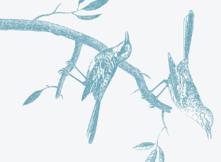Flycatchers stationery