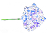 Blue Hyacinth A6 card