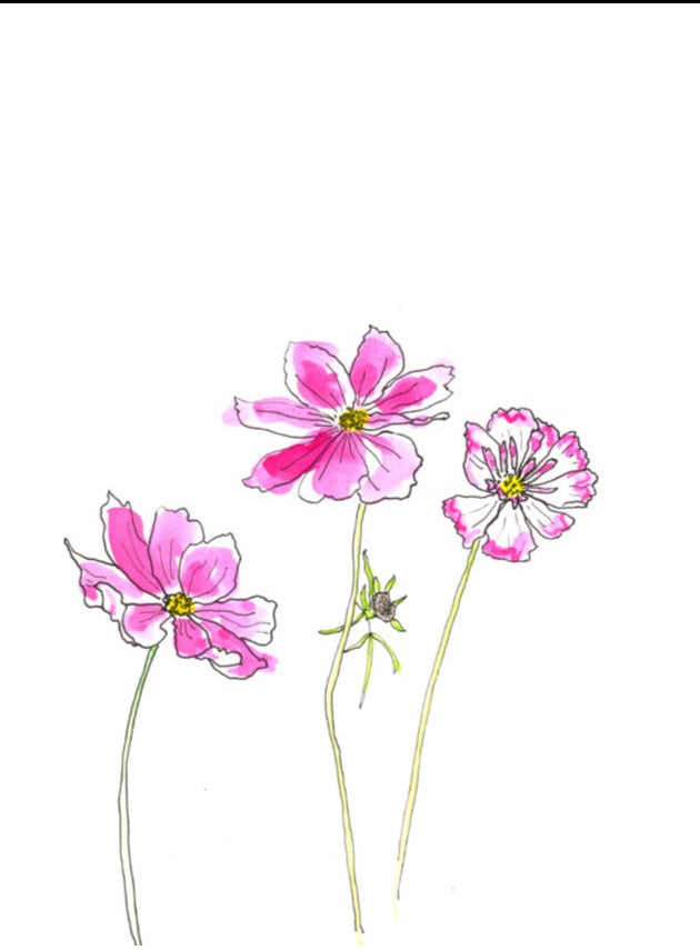 Pink Cosmos 6 pack