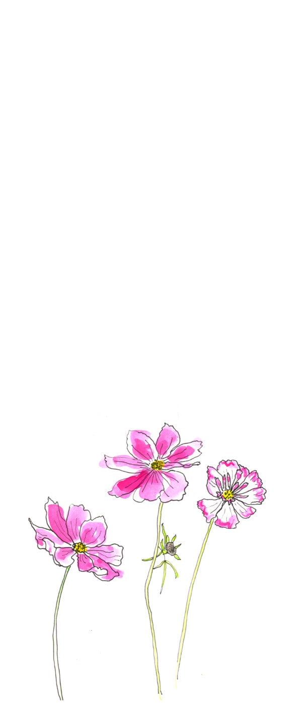 Pink Cosmos 6 pack