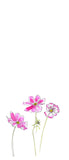 Pink Cosmos