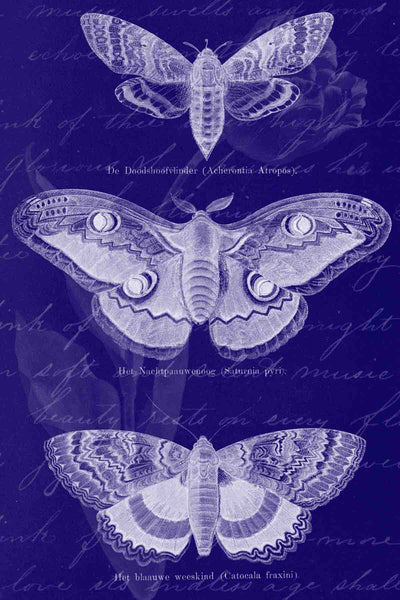 Blue Butterfly Bookplate Blueprint - Digital Download