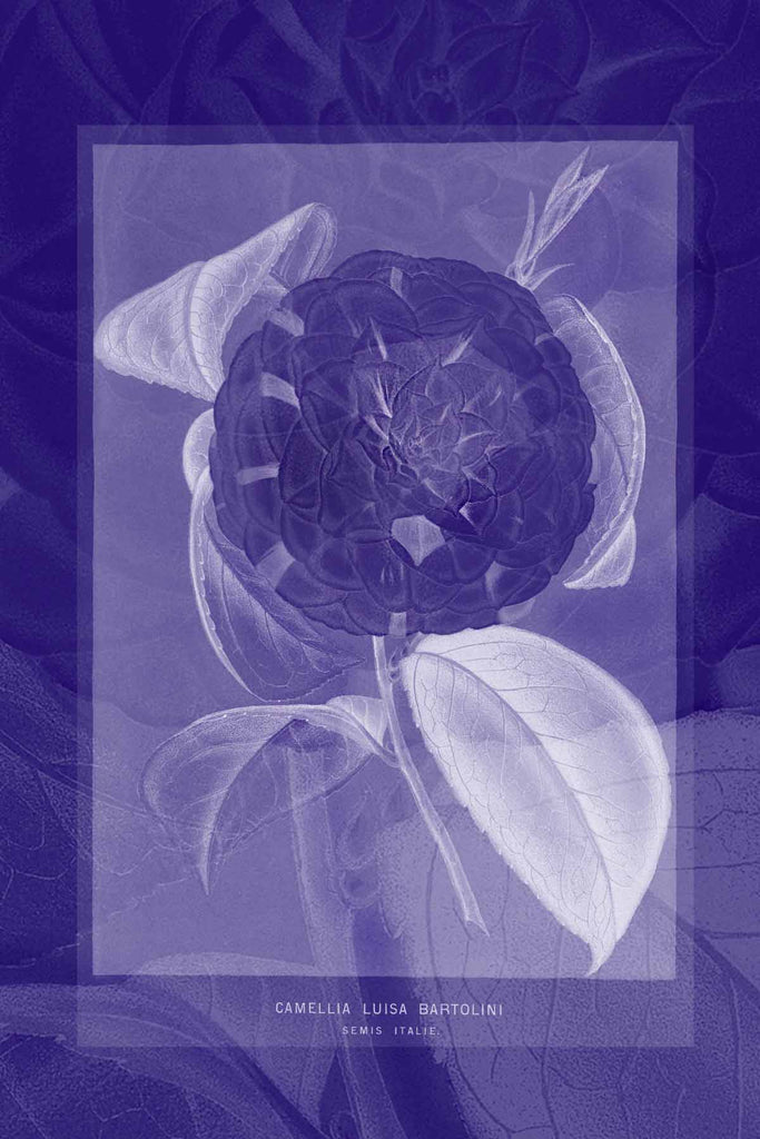 Camellia Luisa Bartolini blueprint - Digital Download