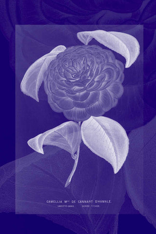Camellia Mme de Cannart Dhamale blueprint - Digital Download