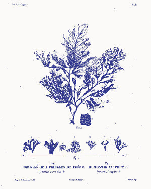 Vintage Blue: Botanical Art Prints