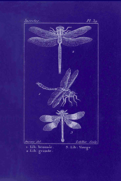 Blue Dragonfly Bookplate Blueprint - Digital Download
