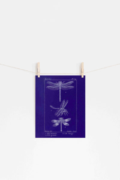 Blue Dragonfly Bookplate Blueprint - Digital Download
