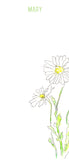 Shasta Daisy stationery
