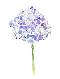 Blue Hydrangea Print
