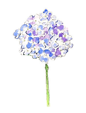 Blue Hydrangea Print